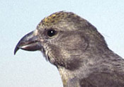 The bill is less curved on this female red crossbill.