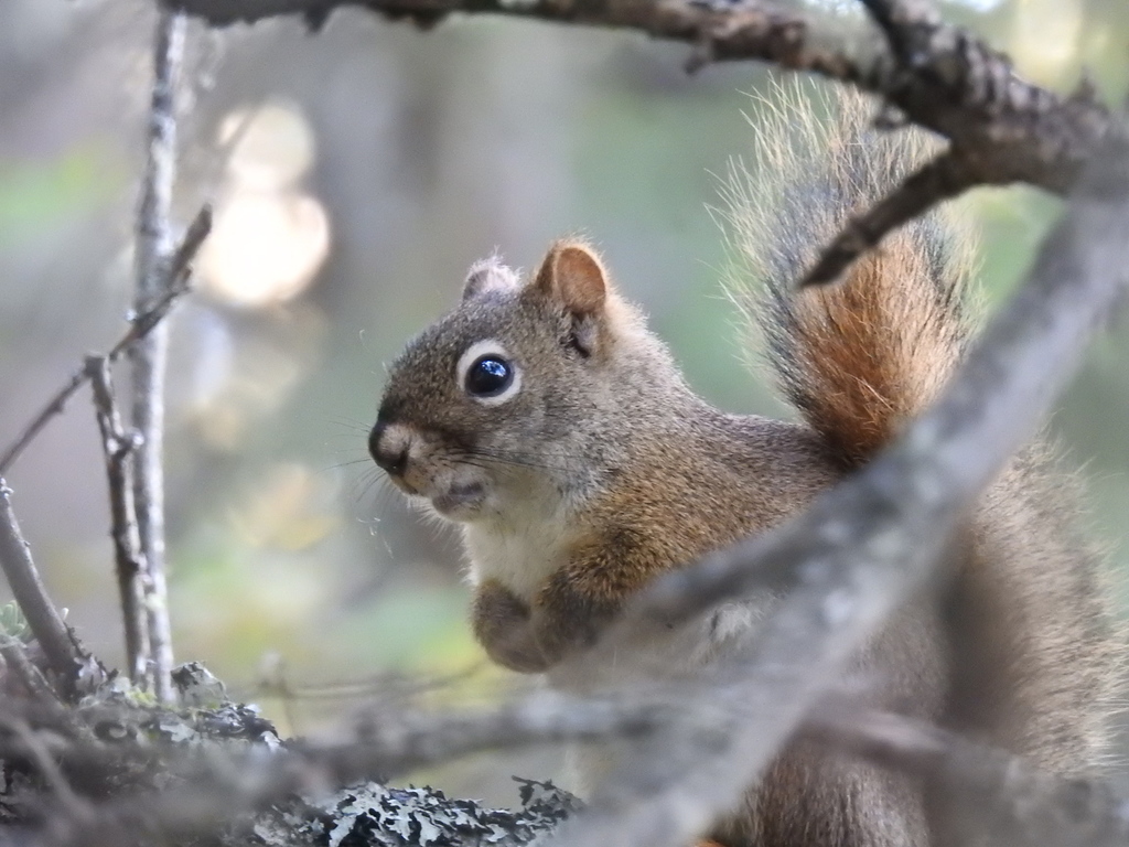 Red squirrel